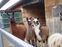 20. März 2012  Erster Konakt