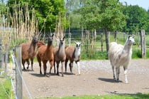 Desperado und seine Stuten