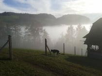 ...und schliesst nach und nach alles ein.