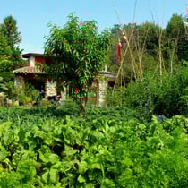 Les betteraves et les carottes