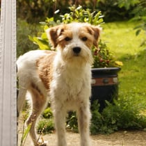 Foto @ Moni Gerrits, Tuba im September 2014