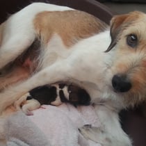 Der Anfang ist geschafft, der erste Rüde ist da!