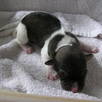 Welpe Nr.1, ein Rüde