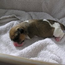 Welpe Nr. 3, ein Rüde