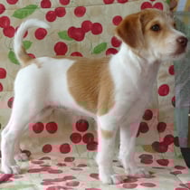 Baila vom Chirsgarten