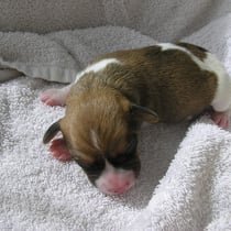 Welpe Nr. 3, ein Rüde