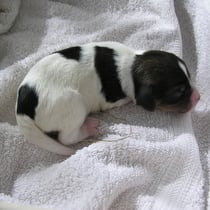 Welpe Nr. 4, eine Hündin