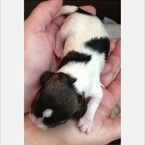 Welpe Nr. 4, eine Hündin