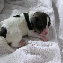 Welpe Nr. 4, eine Hündin