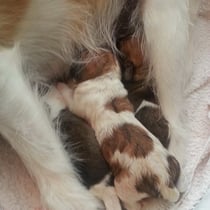 bald folgt Welpe Nr. 2, eine Hündin