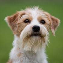 Tuba von der Holderheide