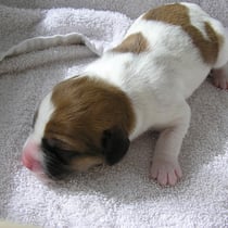 Welpe Nr. 2, eine Hündin