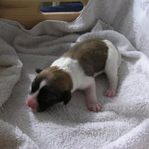 Welpe Nr. 5, eine Hündin