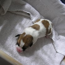 Welpe Nr. 2, eine Hündin, Ambra