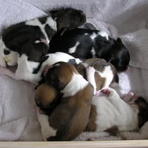 alle sechs, 2 Rüden und 4 Hündinnen