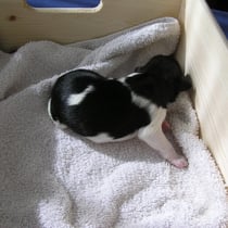 Welpe Nr. 6, eine Hündin, Amy-Lou