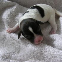 Welpe Nr. 4, eine Hündin