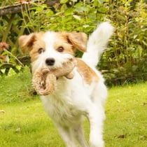 Foto @ Moni Gerrits, Tuba im September 2014