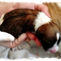 Welpe Nr. 5, eine Hündin, Anta