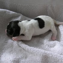 Welpe Nr. 4, eine Hündin, Askia