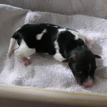 Welpe Nr. 6, eine Hündin