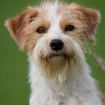 Tuba von der Holderheide