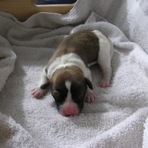 Welpe Nr. 5, eine Hündin