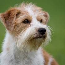 Tuba von der Holderheide