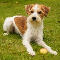 Foto @ Moni Gerrits, Tuba im September 2014