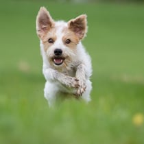 Tuba von der Holderheide