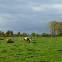 typische Weide mit Kühen Nähe Herrath