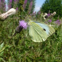 Grosser Kohlweissling