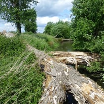 wilder Mühlenbach mit umgestürzter Pappel