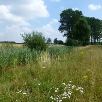 zugewachsener Mühlenbach