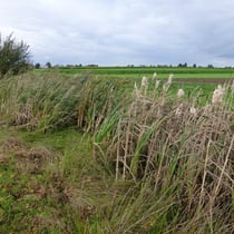 Schilf u. Rohrkolben