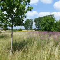 Gräser, schmalblättriges Weidenröschen und Jakobskreuzkraut
