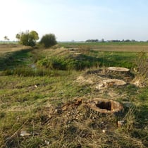 Zerstörung nach dem Fällen von Pappeln
