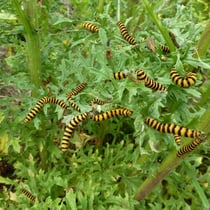 Raupen d. Blutbären am Jakobs-Kreuzkraut