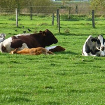 Lebensgemeinschaft mit Kühen u. Vögeln (Elster, Dohlen, Saatkrähen)