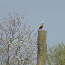 Rostgans,wachendes Männche
