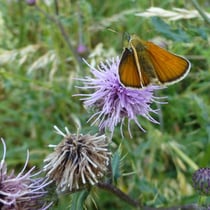 Schwarzkolbiger Braundickkopffalter