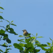 weibl. Schwarzkehlchen