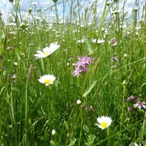 Wildwiese aus der Hasenperspektive, Margeriten u. Kuckuckslichtnelke