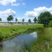 Mühlenbach mit benachbarter Wildwiese