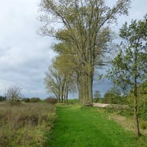 Pappelgruppe am Rüeterkes (Mühlenbach)