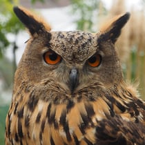 Uhu (c) Petra Altrichter