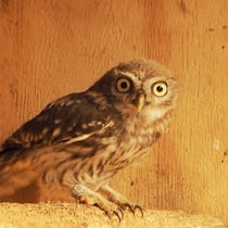 Steinkauz (c) Petra Altrichter
