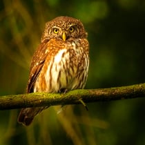 Sperlingskauz (c) Reiner Hermes