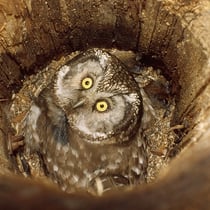 Rauhfußkauz (c) Gerold Schlosser