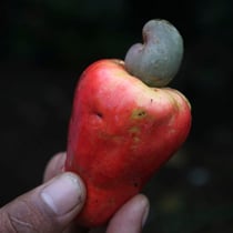 Cashew-Frucht